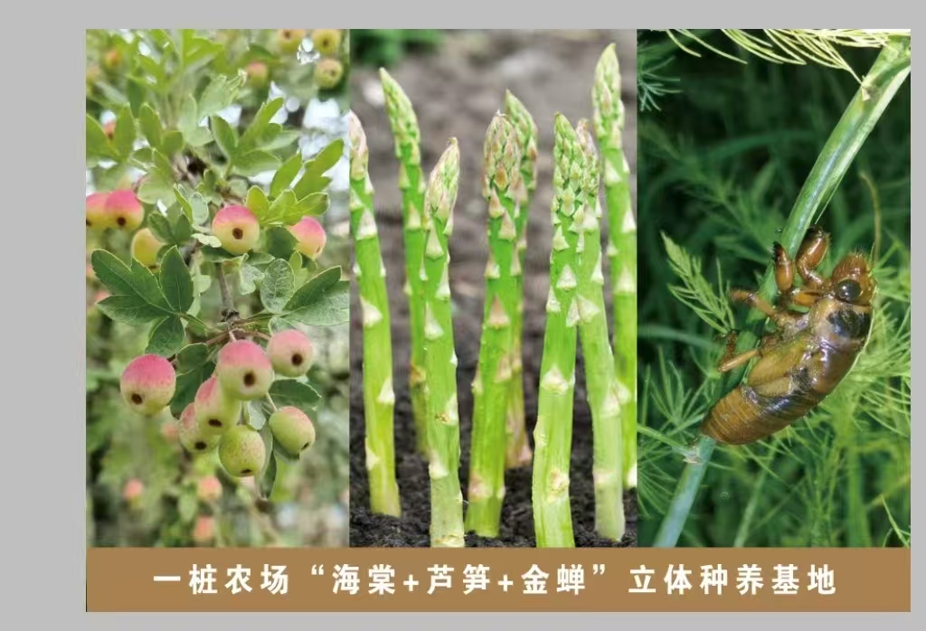 惠民县姜楼镇:“海棠+芦笋+金蝉”立体种养实现一地多用、多收(图1)