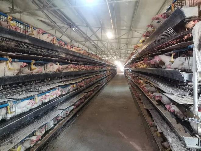 贵州松桃:蛋鸡铺出“金”路子(图3)