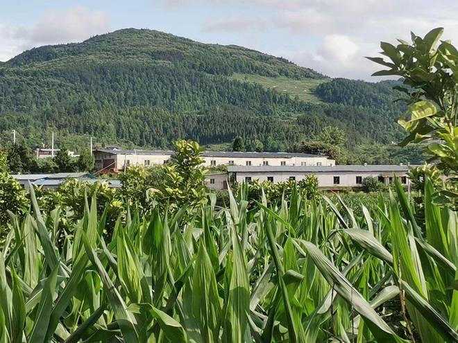 贵州松桃:蛋鸡铺出“金”路子(图1)