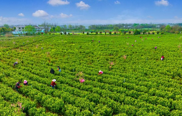 “两山回响”看浦口聆听自然的韵律感受四季的变换(图2)