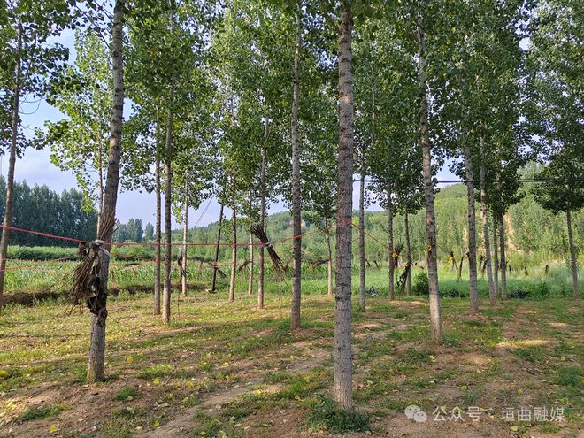 垣曲县长直乡鲁家坡村：林地变“宝地”金蝉养殖铺就致富路(图1)