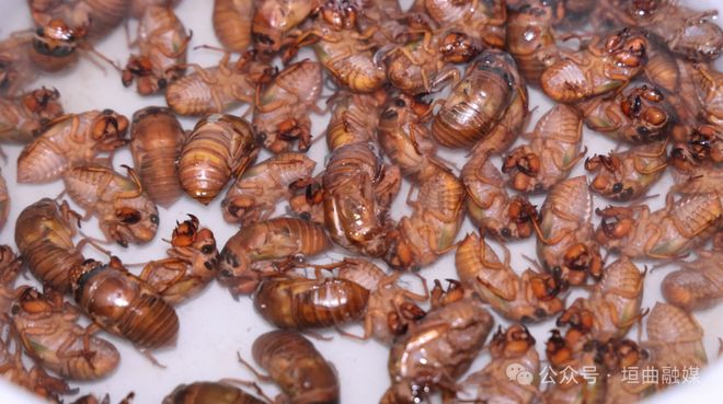 垣曲县长直乡鲁家坡村：林地变“宝地”金蝉养殖铺就致富路(图2)