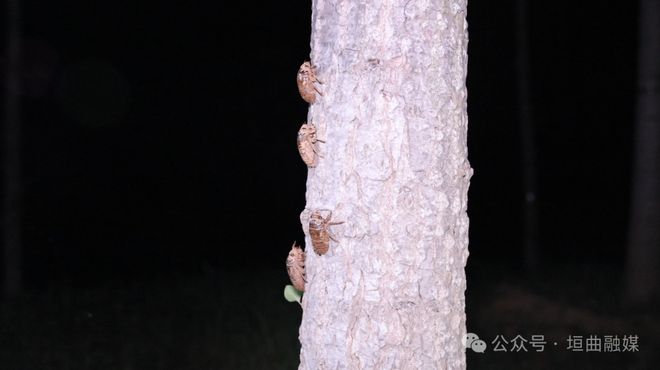 垣曲县长直乡鲁家坡村：林地变“宝地”金蝉养殖铺就致富路(图3)