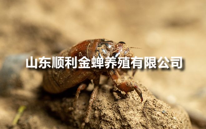 亲测分享金蝉种苗真实价格！(图1)