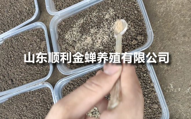 蝉养殖实战复盘：亲测案例分享成功经验(图1)