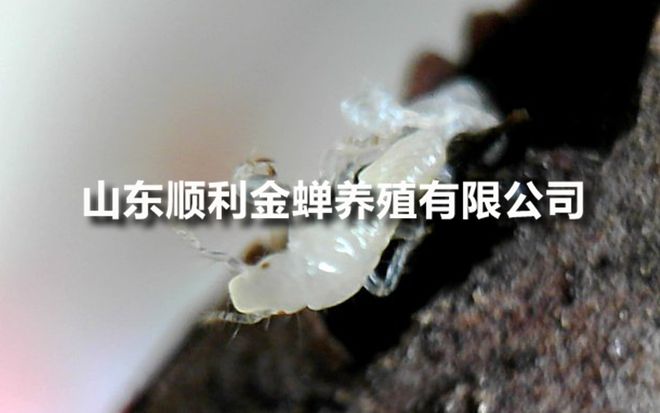 金蝉幼苗亲测：这家靠谱(图1)