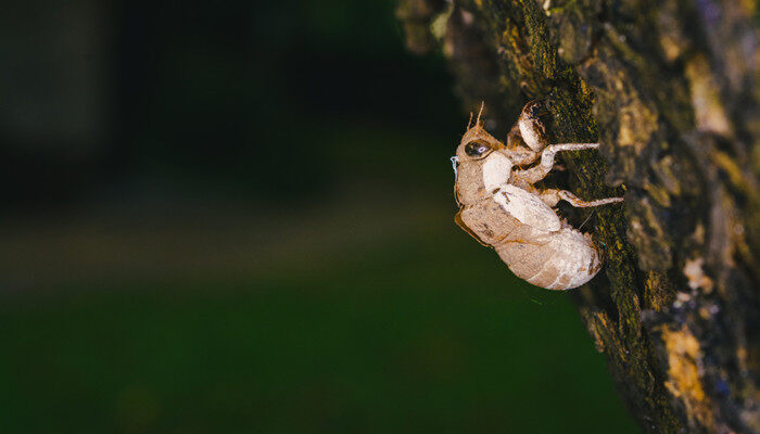 金蝉是怎么种在地里面的(图2)