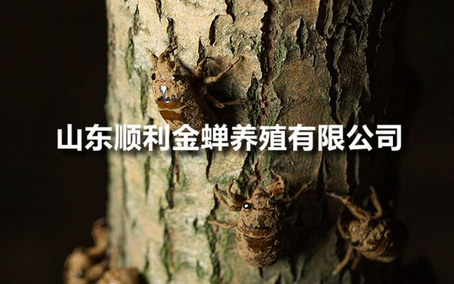 金蝉养殖亲测：我的成功案例分享(图2)