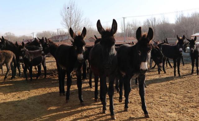 毛驴养殖“钱”景广特色养殖有奔头(图2)