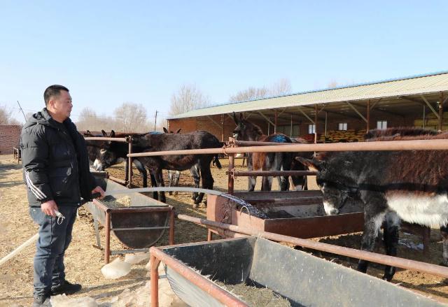 毛驴养殖“钱”景广特色养殖有奔头(图1)