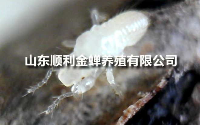 亲测分享：养殖金蝉一亩地成本复盘(图1)