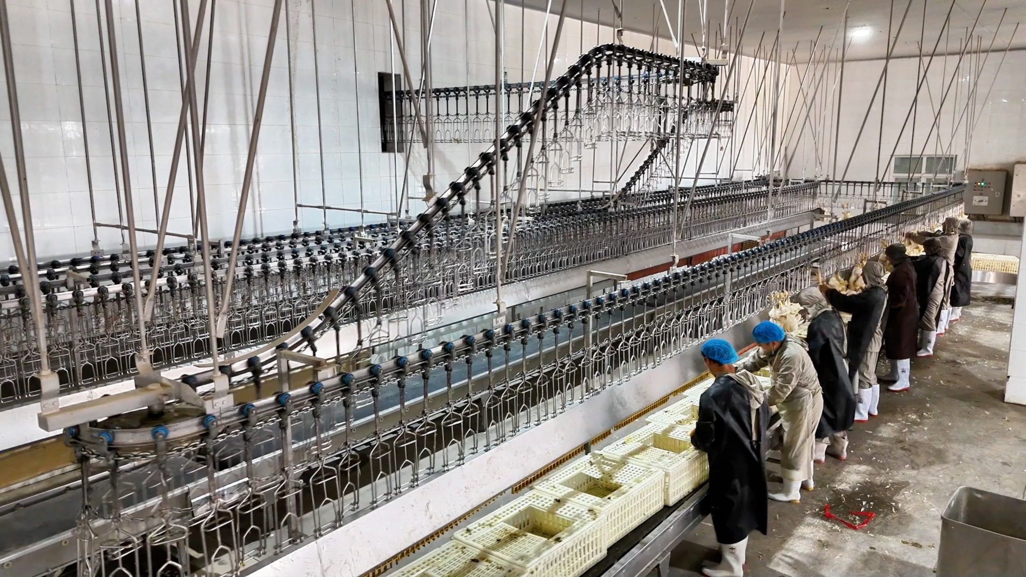 从养殖到餐桌墨玉县构建全链条鸡肉供应体系(图3)