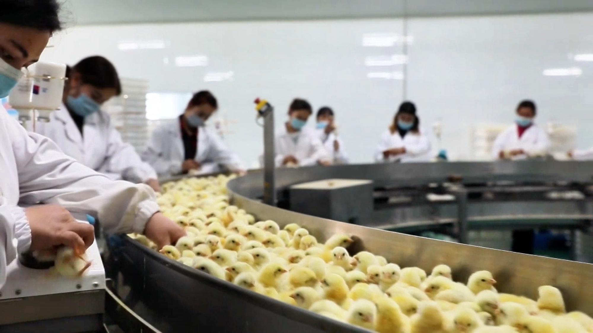 从养殖到餐桌墨玉县构建全链条鸡肉供应体系(图2)