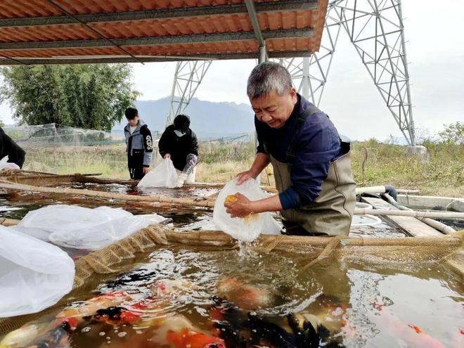 满塘金鱼喜丰收！三坑镇竹楼村特色养殖“养”出好光景(图3)