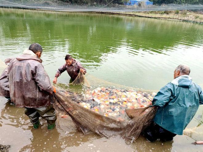 满塘金鱼喜丰收！三坑镇竹楼村特色养殖“养”出好光景(图1)