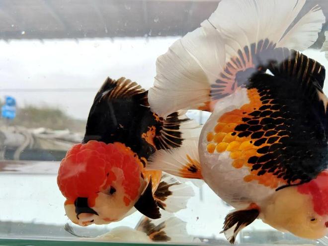 满塘金鱼喜丰收！三坑镇竹楼村特色养殖“养”出好光景(图7)