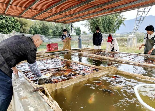 满塘金鱼喜丰收！三坑镇竹楼村特色养殖“养”出好光景(图6)