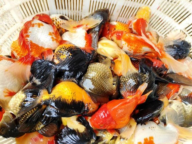 满塘金鱼喜丰收！三坑镇竹楼村特色养殖“养”出好光景(图5)