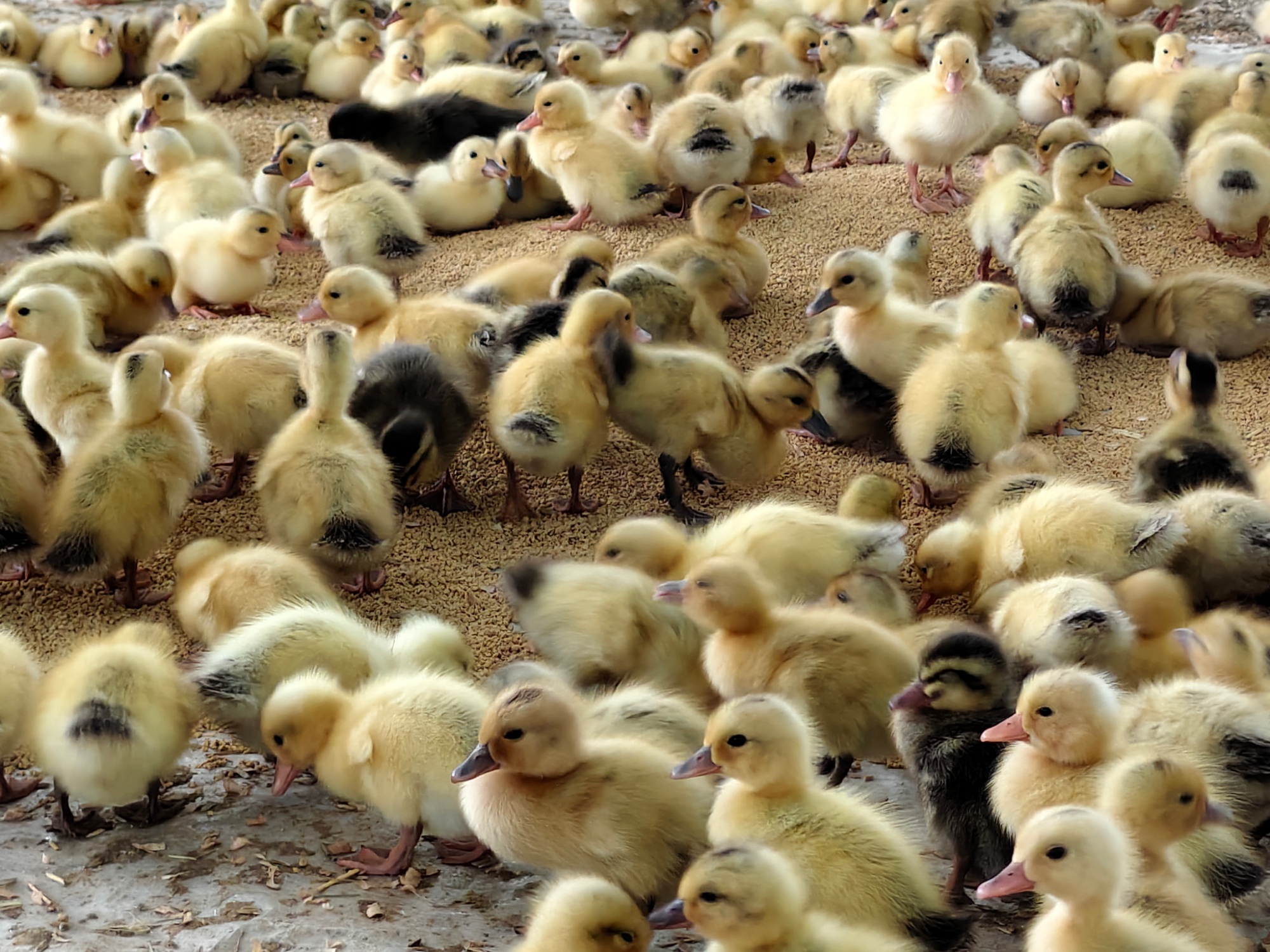 贵州镇远羊坪镇：35万羽鸭苗“落户”特色养殖敲开致富门(图1)