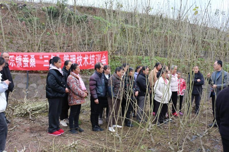 冬季管护正当时技术赋能促产优​——高县嘉乐镇“三步走”创新开展蚕桑“三冬”管理培训(图2)