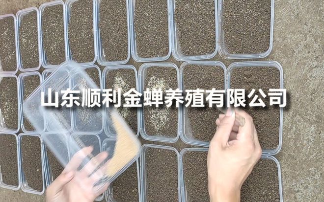 金蝉种苗价格亲测分享实践出真知(图2)