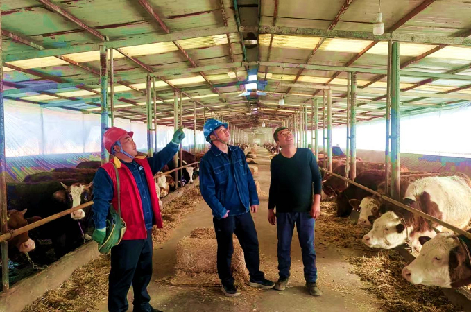 国网临夏供电公司：电力“引擎”轰鸣养殖产业“牛”劲十足(图1)