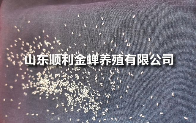 金蝉幼苗亲测对比哪家更靠谱？(图1)