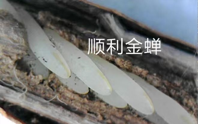 金蝉幼苗亲测对比哪家更靠谱？(图2)