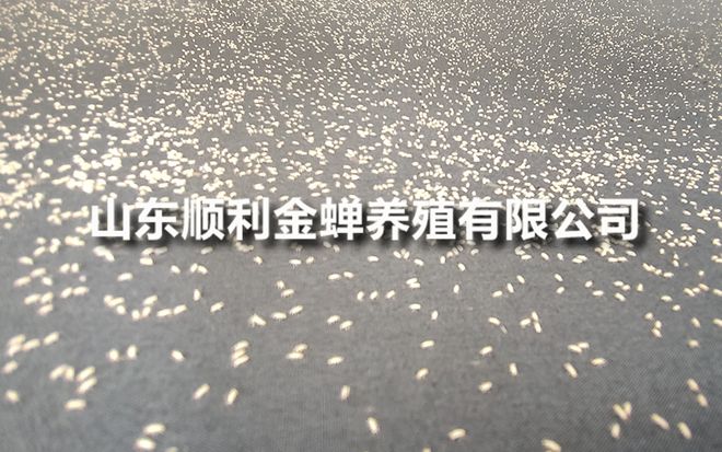 亲测分享养殖金蝉种子价格(图1)