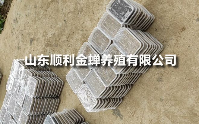 金蝉养殖实践：亲测成本与收益案例分享(图1)