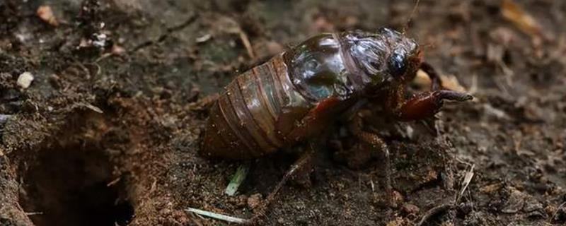 金蝉的养殖周期一般为2-3年(图1)