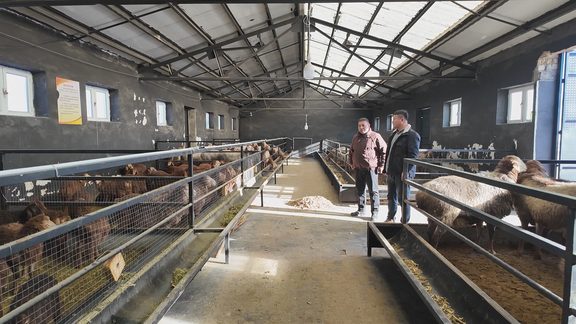 尼勒克县:多胎羊养殖“畜”势赋能乡村振兴跑出“加速度”(图1)