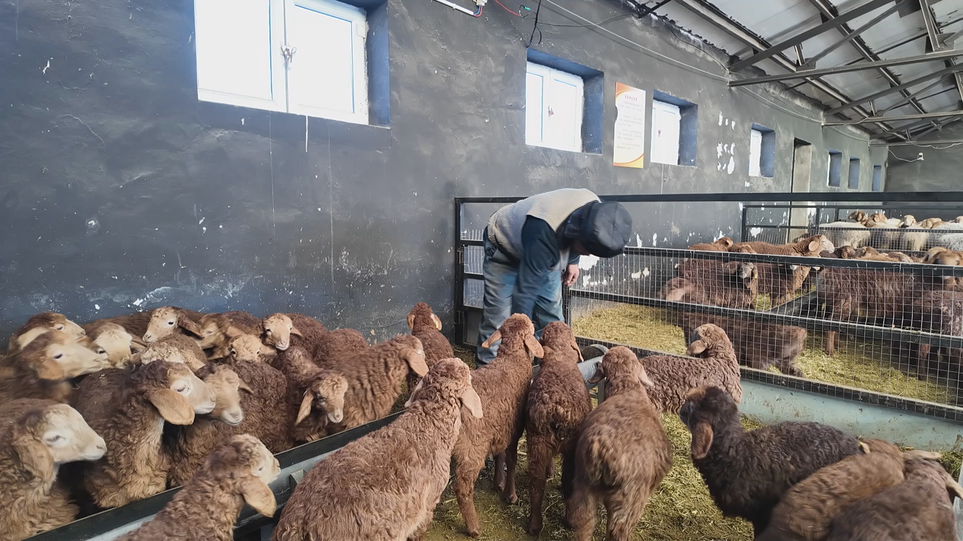 尼勒克县:多胎羊养殖“畜”势赋能乡村振兴跑出“加速度”(图2)