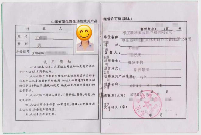 亲测！分享金蝉幼苗价格实践经验(图2)