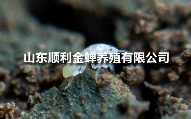 亲测有效!国内金蝉养殖品牌实践分享(图2)