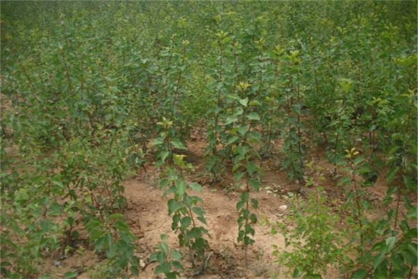 和平区安康杏苗杏树苗种植方法种植技术规格优质量大(图2)