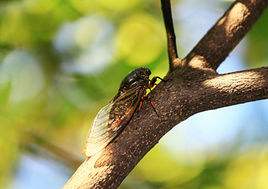 蝉到底有几对翅膀(图1)