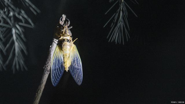 蝉的一生过程蝉的一生十分短暂(图1)