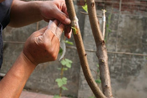 桃花的繁殖方式有哪些(图3)