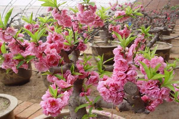 桃花的繁殖方式有哪些(图1)