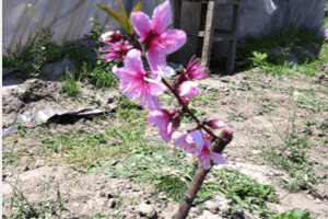 桃花的繁殖方式有哪些(图2)