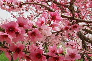 桃花的繁殖方式有哪些(图4)