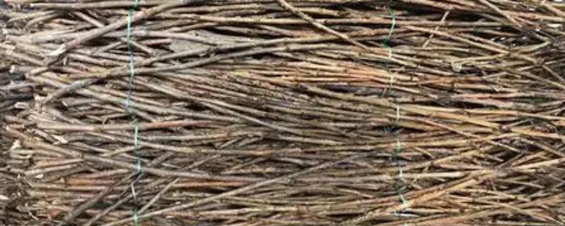 孵化金蝉卵枝的方法放在孵化箱中并保持高湿度(图1)