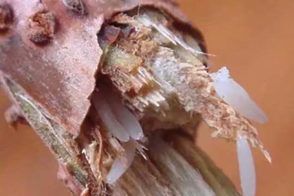 金蝉卵枝怎样孵化附卵枝种植方法(图1)