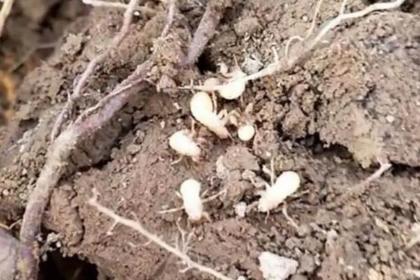 金蝉卵枝怎样孵化附卵枝种植方法(图2)