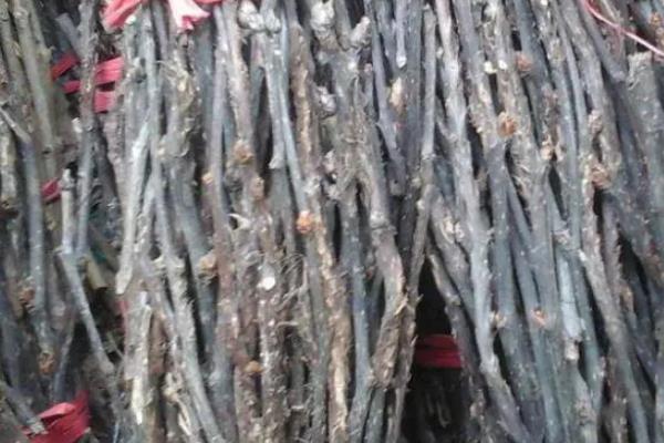 金蝉卵枝怎样孵化附卵枝种植方法(图3)