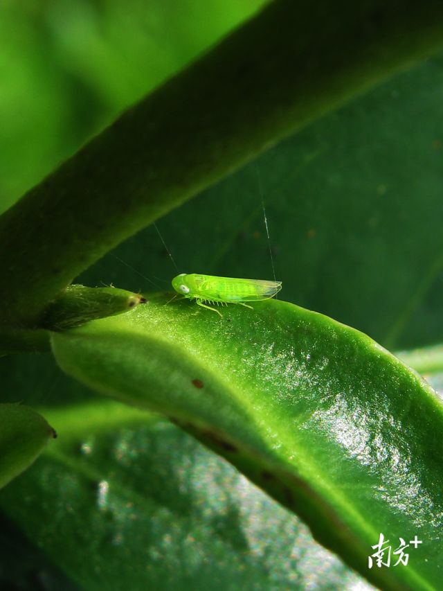 品牌价值超35亿元!这款被“虫”咬过的广东茶凭什么出圈?(图7)