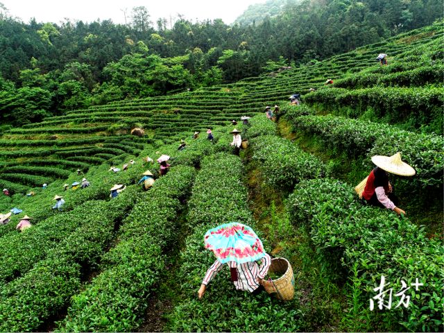 品牌价值超35亿元!这款被“虫”咬过的广东茶凭什么出圈?(图4)