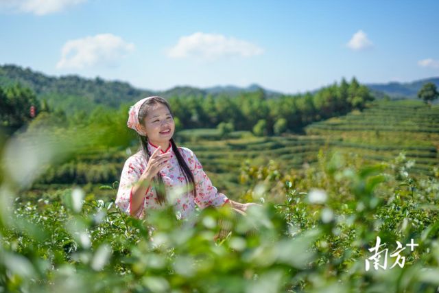 品牌价值超35亿元!这款被“虫”咬过的广东茶凭什么出圈?(图3)