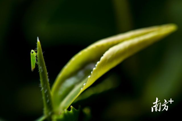 品牌价值超35亿元!这款被“虫”咬过的广东茶凭什么出圈?(图1)